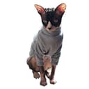 Premium Turtleneck Cat Sweater for Sphynx & Hairless Breeds thumbnail